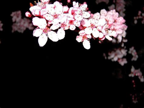 cherry blossom black background|More.